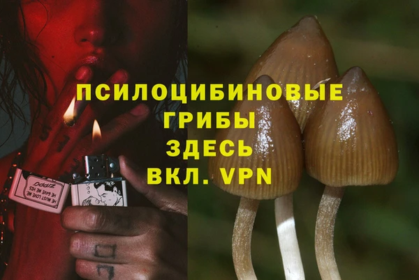 прущие грибы Аркадак